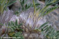 Astragalus nevadensis