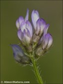 Astragalus pelecinus
