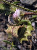 Astragalus pelecinus