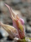 Astragalus peregrinus
ssp warionis