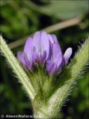 Astragalus sesameus