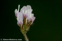 Astragalus stella