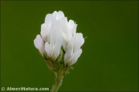 Astragalus stella