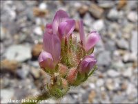 Astragalus stella