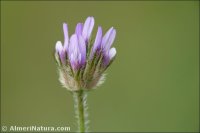 Astragalus stella
