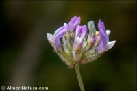 Astragalus vesicarius