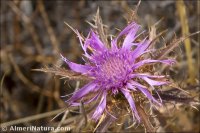 Atractylis humilis