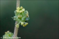 Atriplex glauca