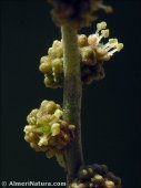 Atriplex portulacoides