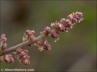 Atriplex prostrata