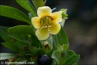 Atropa baetica