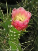 Austrocylindropuntia subulata