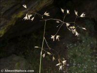 Avenella flexuosa