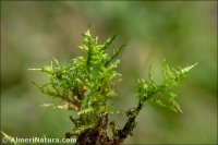 Calliergonella cuspidata