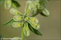 Callipeltis cucullaris