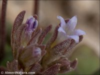 Campanula fastigiata