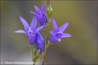 Campanula rapunculus