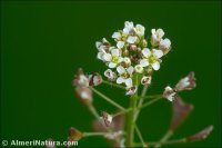 Capsella bursa-pastoris