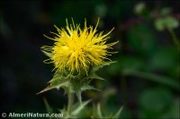 Carduncellus arborescens