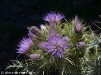 Carduus carlinoides
ssp hispanicus