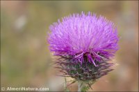 Carduus platypus
ssp granatensis