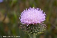Carduus platypus
ssp granatensis