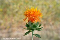 Carthamus tinctorius