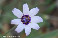 Catananche caerulea