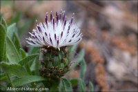 Centaurea antennata subsp. meridionalis
