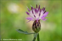 Centaurea aspera