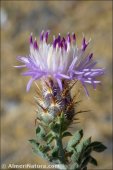 Centaurea boissieri
