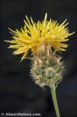 Centaurea gabrielis-blancae
