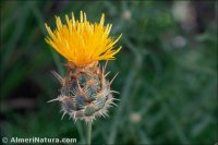 Centaurea gabrielis-blancae