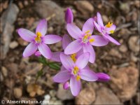 Centaurium grandiflourm
ssp majus