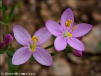Centaurium grandiflourm
ssp majus