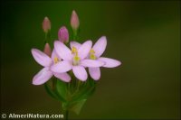 Centaurium grandiflorum