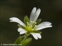 Cerastium cerastoides