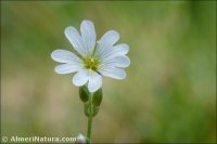 Cerastium gibraltaricum var. viridulum