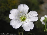 Cerastium gibraltaricum