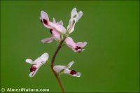 Ceratocapnos heterocarpa