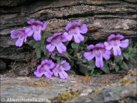 Chaenorhinum glareosum