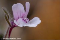 Chaenorhinum grandiflorum
subsp. carthaginense