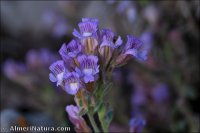 Chaenorhinum macropodum subsp. degenii