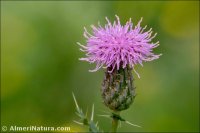 Cirsium arvense