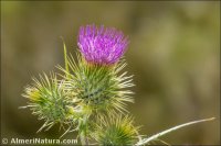 Cirsium vulgare