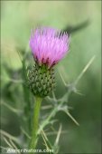 Cirsium x nevadense
