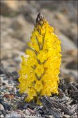 Cistanche lutea