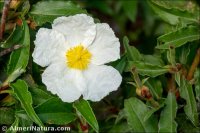 Cistus laurifolius