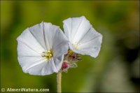 Convolvulus lanuginosus