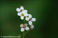 Crambe hispanica